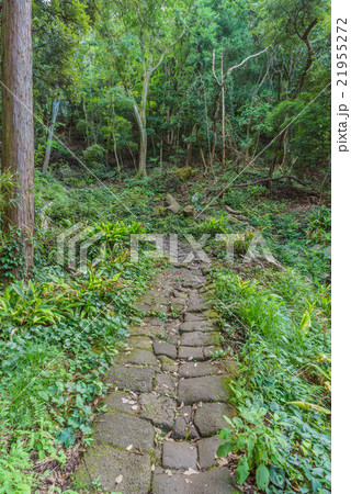 夏の鋸山の登山道の風景 21955272