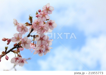 富山県中央植物園の桜 富山県中央植物園の桜 21955773