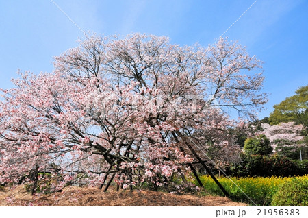 狩宿の下馬桜 21956383