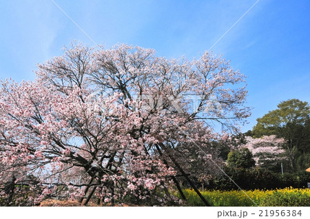 狩宿の下馬桜 21956384