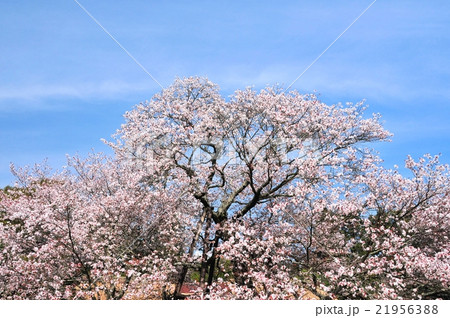 狩宿の下馬桜 21956388