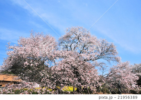 狩宿の下馬桜 21956389