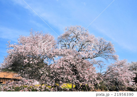 狩宿の下馬桜 21956390