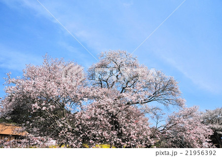 狩宿の下馬桜 21956392