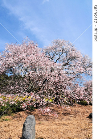 狩宿の下馬桜 21956395