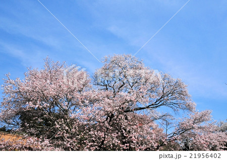 狩宿の下馬桜 21956402