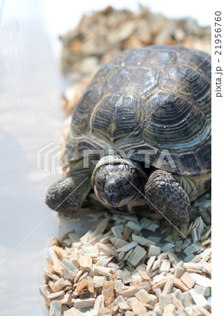 small slow turtle small slow turtle 21956760