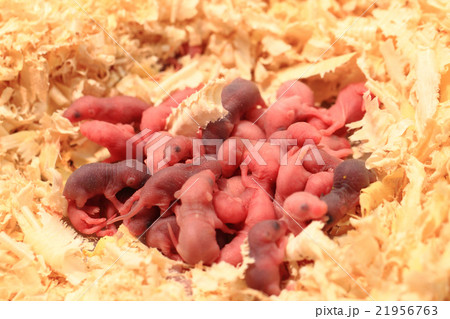 small newborn mouses small newborn mouses 21956763