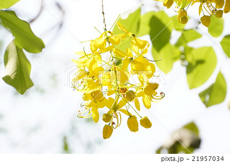 Golden Shower（ゴールデンシャワー） 21957034