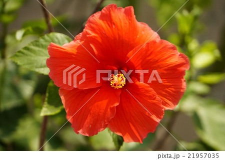 ハイビスカス(Hibiscus) ハイビスカス(Hibiscus) 21957035