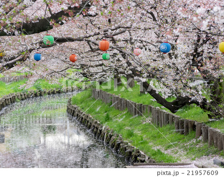 桜吹雪が舞う新河岸川の桜並木と花筏 桜吹雪が舞う新河岸川の桜並木と花筏 21957609