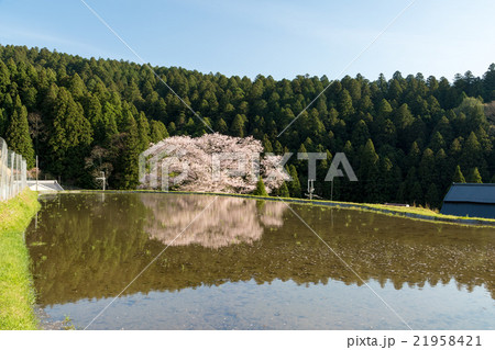 諸木野の桜 諸木野の桜 21958421