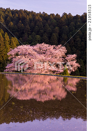 夕暮れ時の諸木野の桜 夕暮れ時の諸木野の桜 21958515