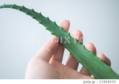 アロエ 21958535