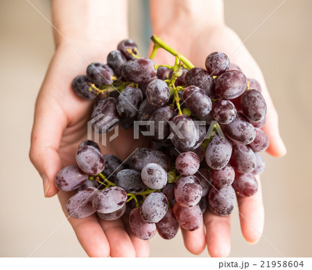 ぶどう 21958604