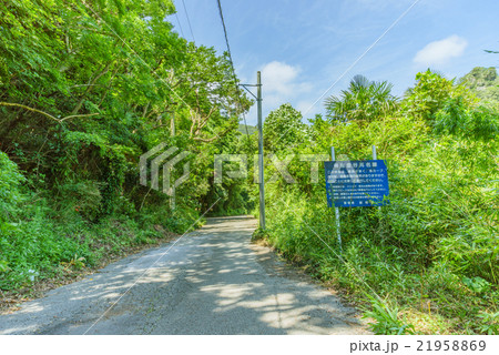 夏の林道金谷元名線の風景 夏の林道金谷元名線の風景 21958869