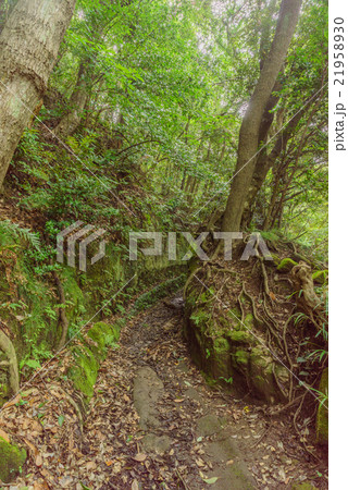 夏の鋸山の登山道の風景 21958930