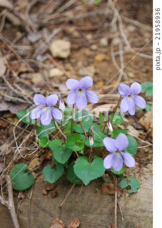 すみれの花（縦） 21958936