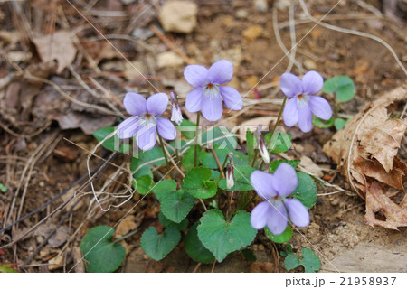 すみれの花（横） 21958937