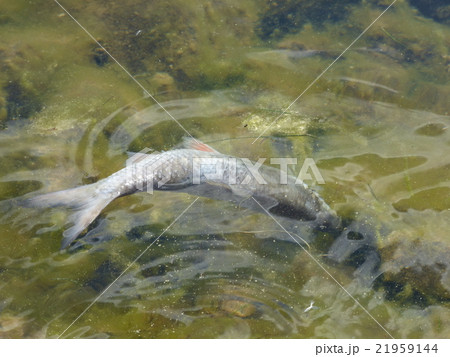 Dead fish 21959144