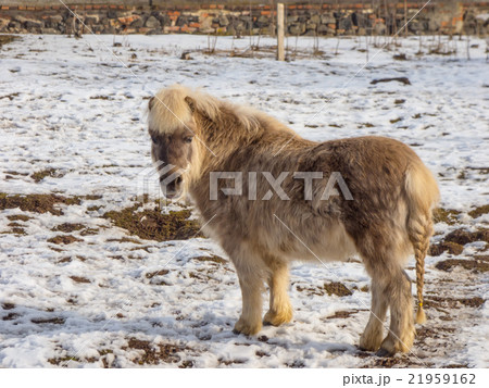 Light brown pony 21959162