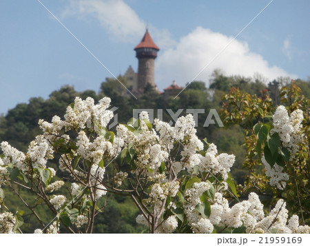 White lilac bush with castle on background 21959169