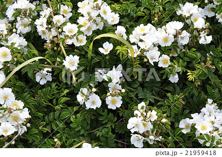 テリハノイバラ 21959418