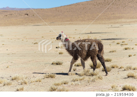 One single llama on the Andean highland in Bolivia 21959430