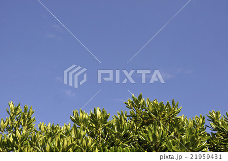 トベラと青空 21959431
