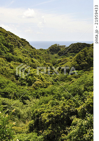 新緑の谷と海 21959433