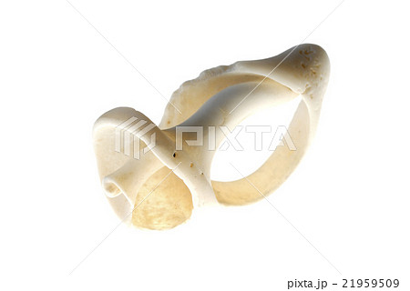 螺旋状の貝殻の写真素材 [21959509] - PIXTA
