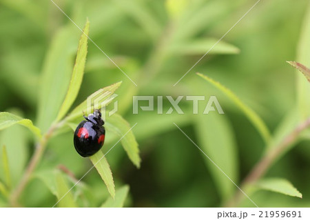 ナミテントウ(変形二紋型) ナミテントウ(変形二紋型) 21959691
