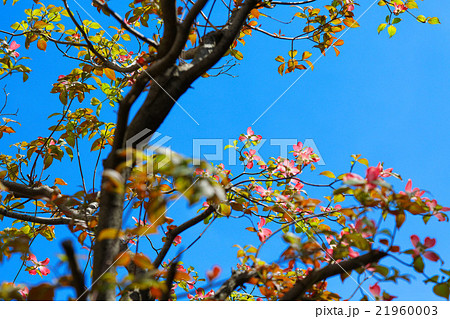 街路樹の赤いハナミズキの花と若葉の写真素材