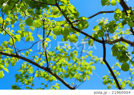 街路樹のハナミズキの白い花と若葉の写真素材