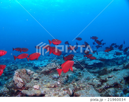 小笠原諸島・父島のサンゴ礁の海とそこに群れるたくさんの深紅のホウセキキントキ 小笠原諸島・父島のサンゴ礁の海とそこに群れるたくさんの深紅のホウセキキントキ 21960034
