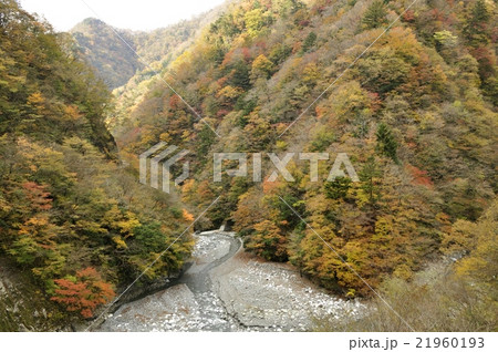 ユーシン渓谷の紅葉 ユーシン渓谷の紅葉 21960193