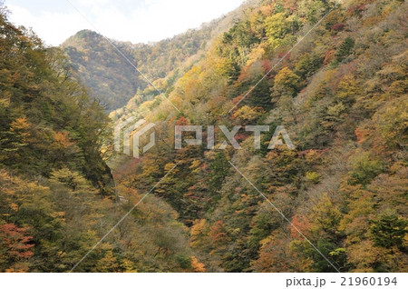 ユーシン渓谷の紅葉 21960194
