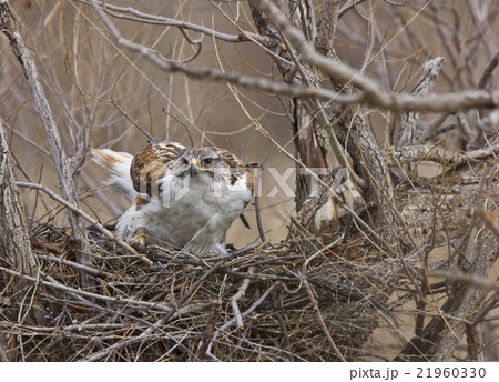 Ferruginous Hawk 21960330