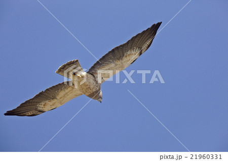 Swainson Hawk 21960331