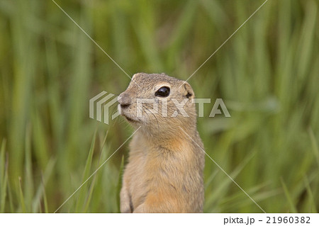 richardson ground squirrel richardson ground squirrel 21960382