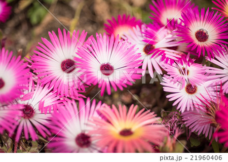 輝く花　リビングストン・デージー　クローズアップ 21960406