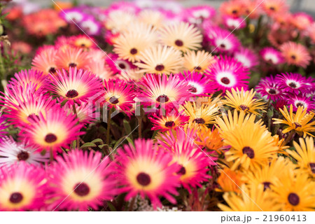 輝く花　リビングストン・デージー　クローズアップ 21960413