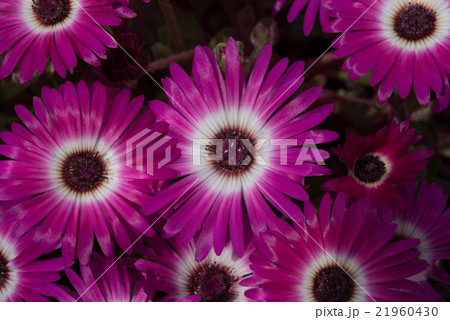 輝く花　リビングストン・デージー　クローズアップ 21960430