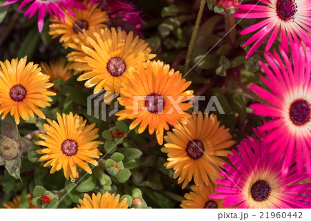 輝く花　リビングストン・デージー　クローズアップ 21960442