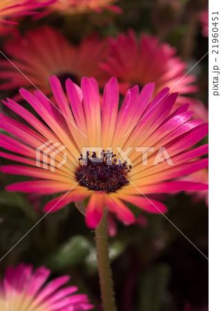 輝く花　リビングストン・デージー　クローズアップ 21960451