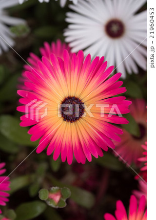 輝く花 リビングストン デージー クローズアップの写真素材