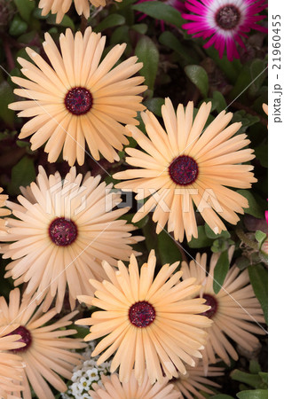 輝く花　リビングストン・デージー　クローズアップ 21960455