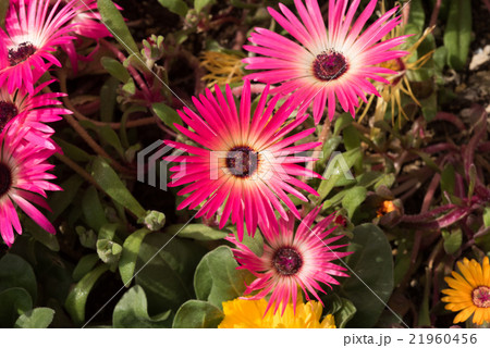 輝く花　リビングストン・デージー　クローズアップ 21960456