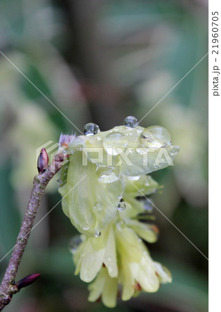 日向水木 日向水木 21960705