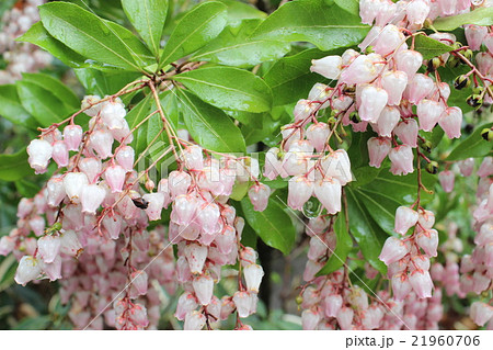 アセビ アセビ 21960706